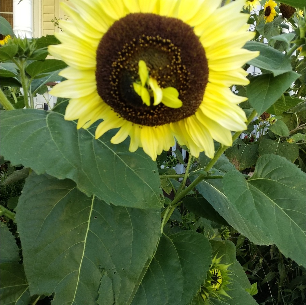 Meet your Posher, Tracy